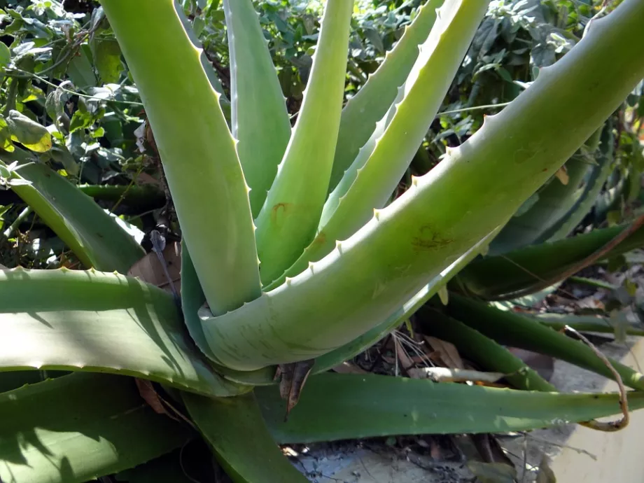 A cukorbetegek gyógyszere lehet az Aloe vera?