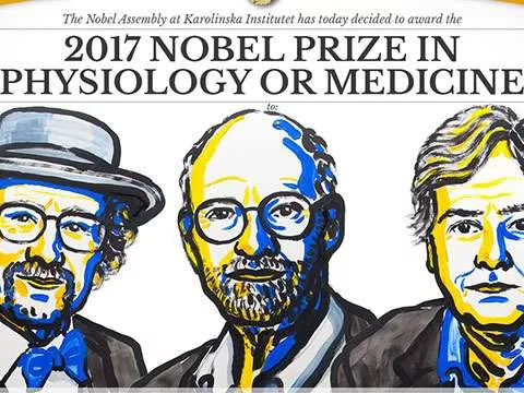 Nobel-díjat ért a cirkadián ritmus kutatása