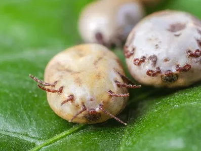 Mennyit érnek az antibiotikumok a Lyme-kór ellen?