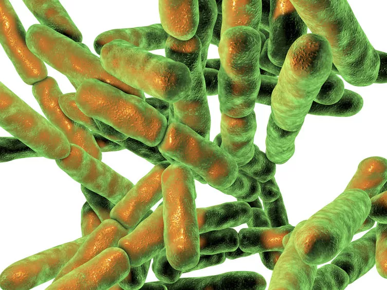 Kognitív zavart is okozhat a sok probiotikum!