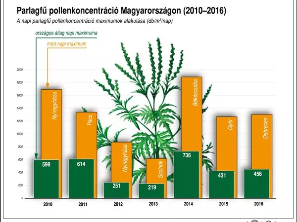 Nagyon sok a parlagfű Magyarországon