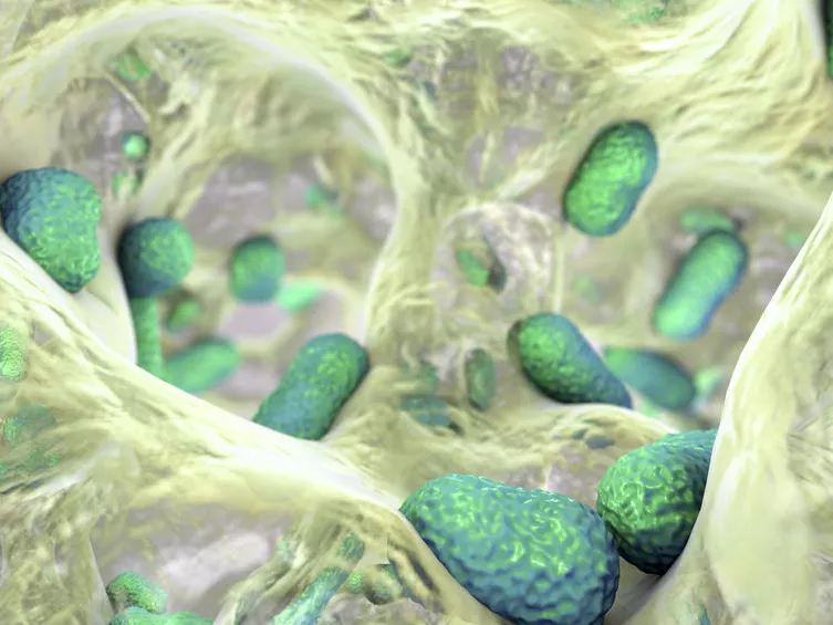 Trójai falóként működő antibiotikum fázis-II. vizsgálata