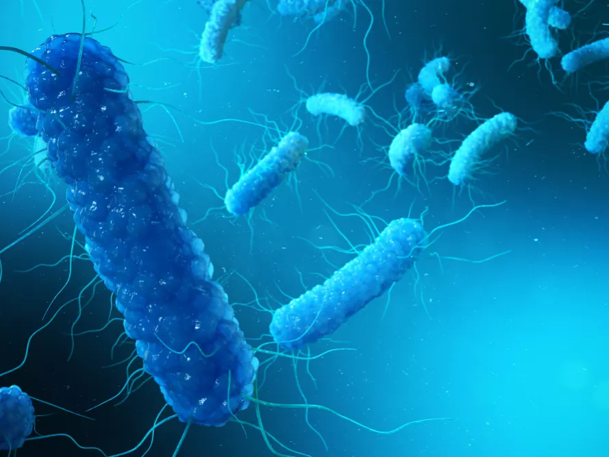 Megalkották a Clostridium difficile toxin 3D modelljét