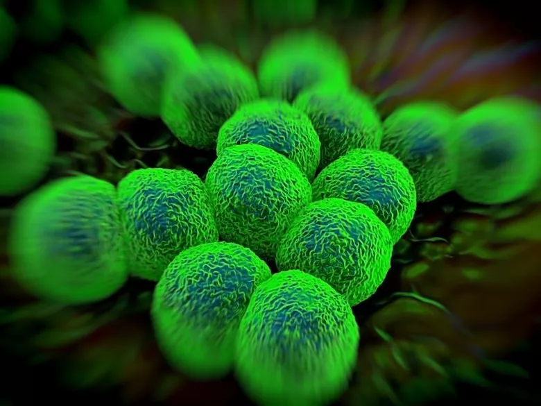 Azitromicin-rezisztens Neisseria gonorrhoeae már Németországban is
