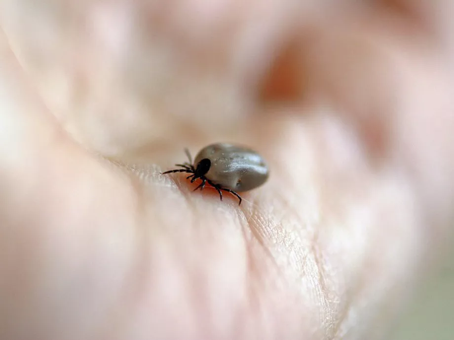 A hatékony védekezés a Lyme-kór egyetlen ellenszere