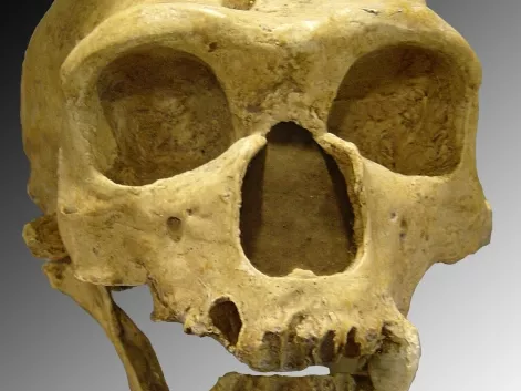 A neandervölgyiek fogkövei és az új antibiotikumok