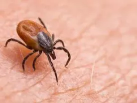Úton a Lyme-kór elleni vakcina