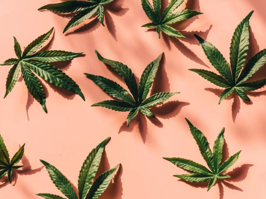 Bosznia-Hercegovina legalizálta a kannabisz gyógyászati célú felhasználását