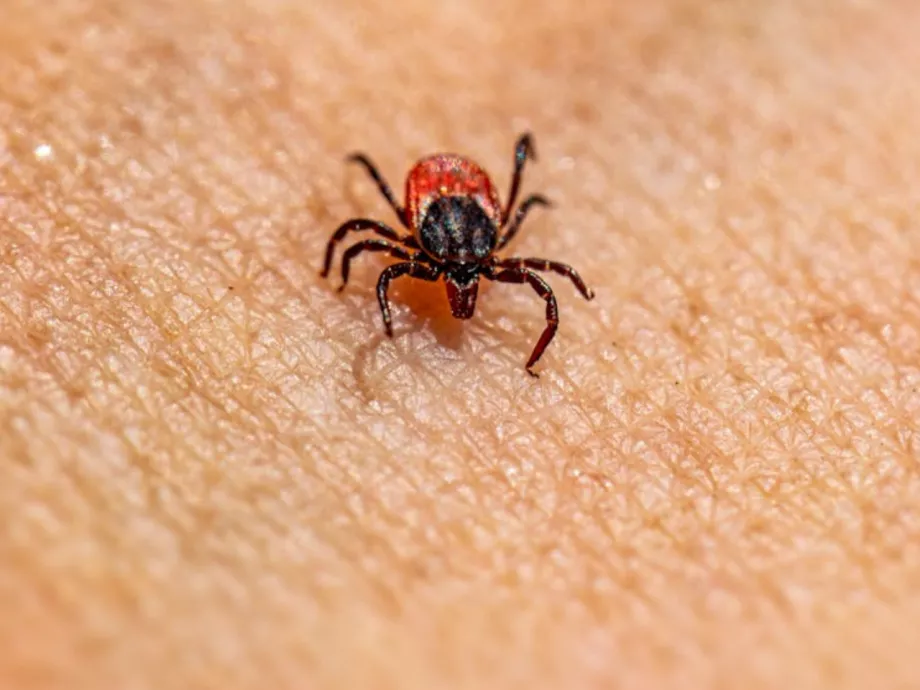 Itt a Pfizer Lyme-kór elleni vakcinajelöltje